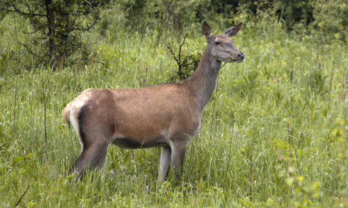 Bieszczady Fauna